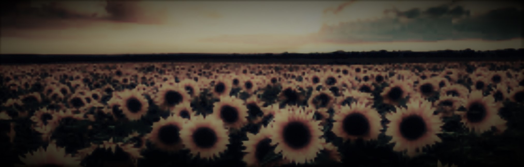 Field of Sunflowers at dusk
