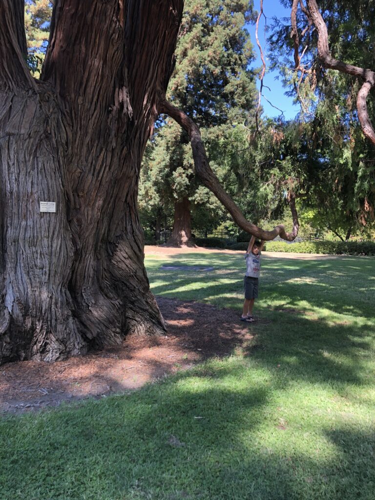 Incense Cedar Tree located inside Capitol Park in Sacramento, California 